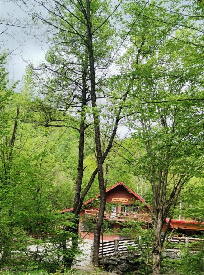 Cabana Alpha Baia Mare Dış mekan fotoğraf