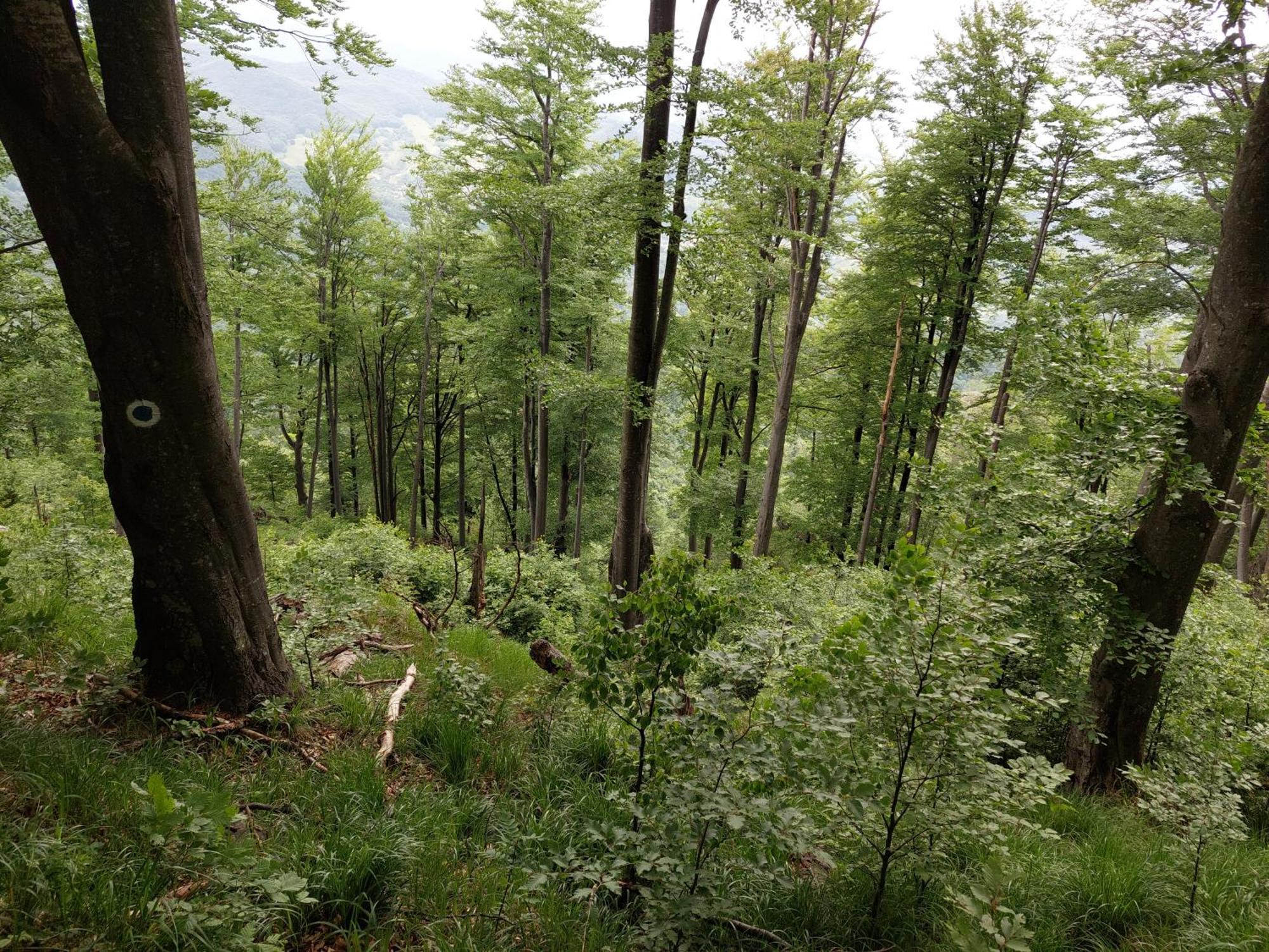 Cabana Alpha Baia Mare Dış mekan fotoğraf